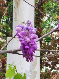 紫藤花