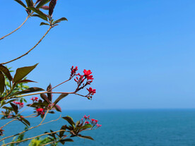 变叶珊瑚花