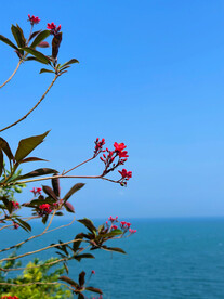 变叶珊瑚花