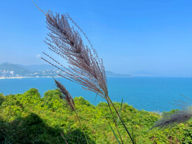 芦苇