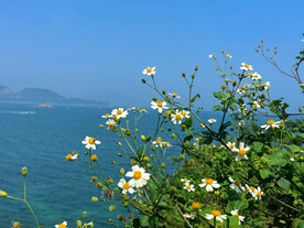 小雏菊