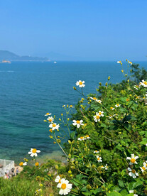 小雏菊