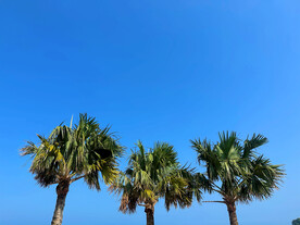 椰树林