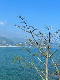 大海