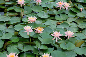 粉睡莲花