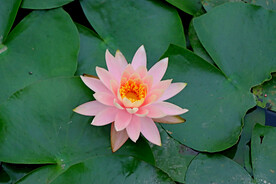 粉睡莲花