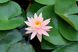 粉睡莲花