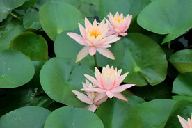粉睡莲花