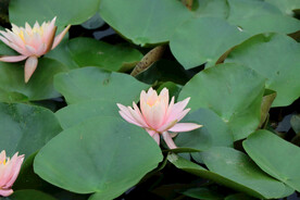 粉睡莲花