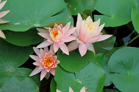粉睡莲花