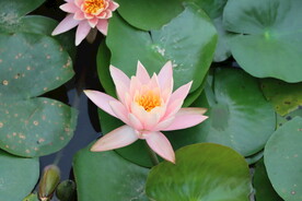 粉睡莲花