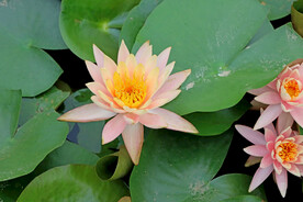 粉睡莲花