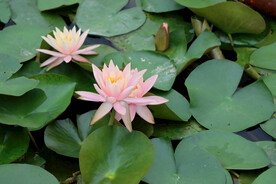 粉睡莲花