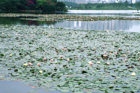 爱莲湖睡莲