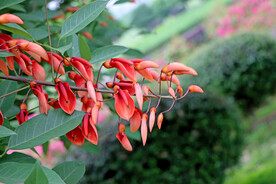 刺桐花