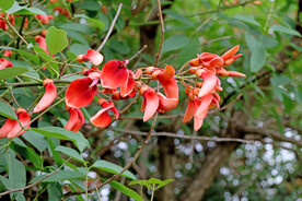 刺桐花