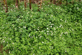 野菊花