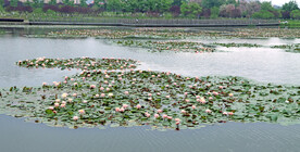爱莲湖睡莲花