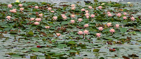 粉睡莲花