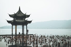 西湖残荷