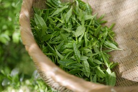 茶叶叶片