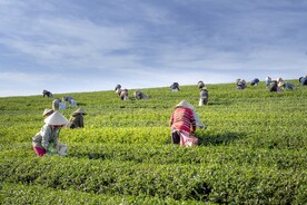 茶园采茶