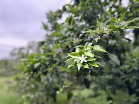 开花的桔子枝头