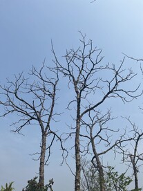 干枯的树枝