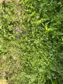 路边小草