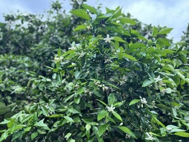桔子树开花