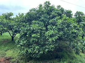 开花的桔子树