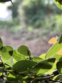 植物圆边