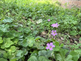 路边小野花