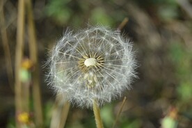 蒲公英