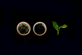 茶艺