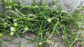 漆姑草