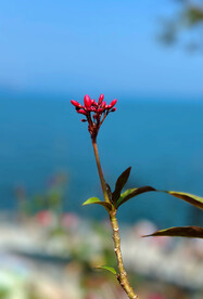 变叶珊瑚花