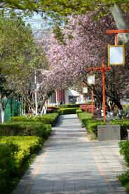 春季公园小路