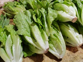 生菜