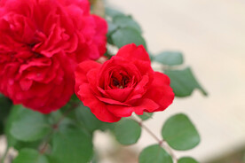 红色月季花