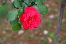 红色月季花