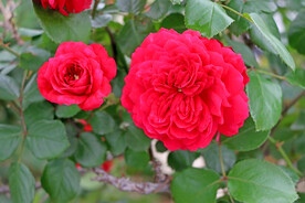 红色月季花