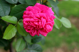 粉色月季花