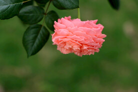 粉色月季花