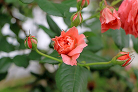 粉色月季花