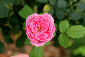 粉色月季花