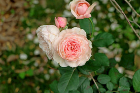 粉色月季花