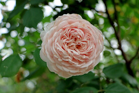粉色月季花