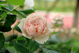 粉色月季花