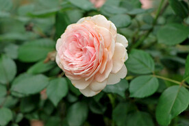 粉色月季花